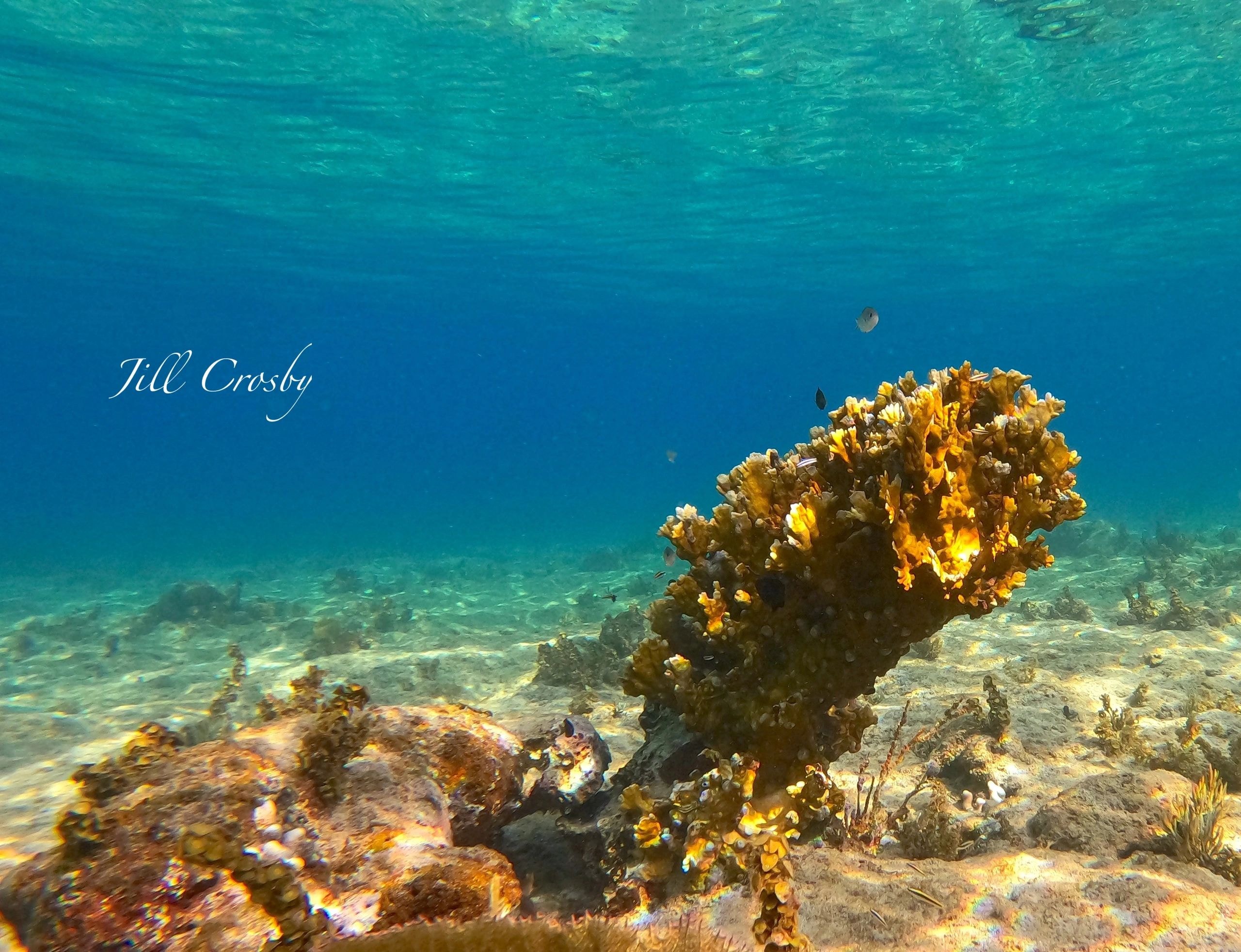 Fire coral in Cane Bay, St. Croix – signed fine art print by Jill Crosby