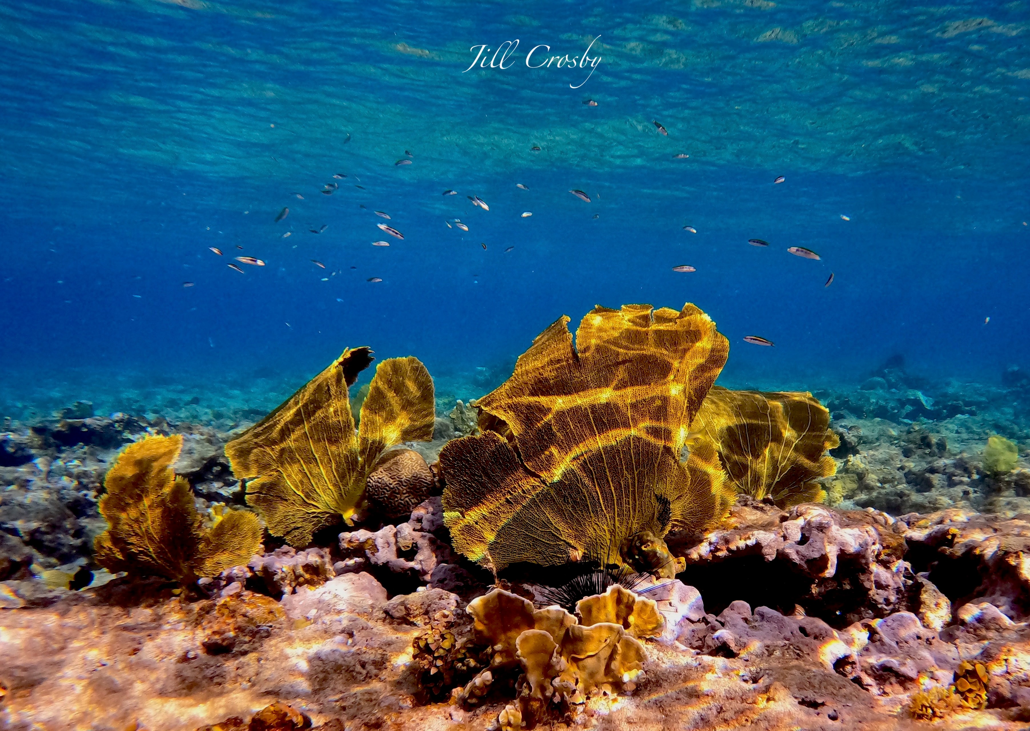 Coral garden underwater St. Croix – signed fine art print by Jill Crosby