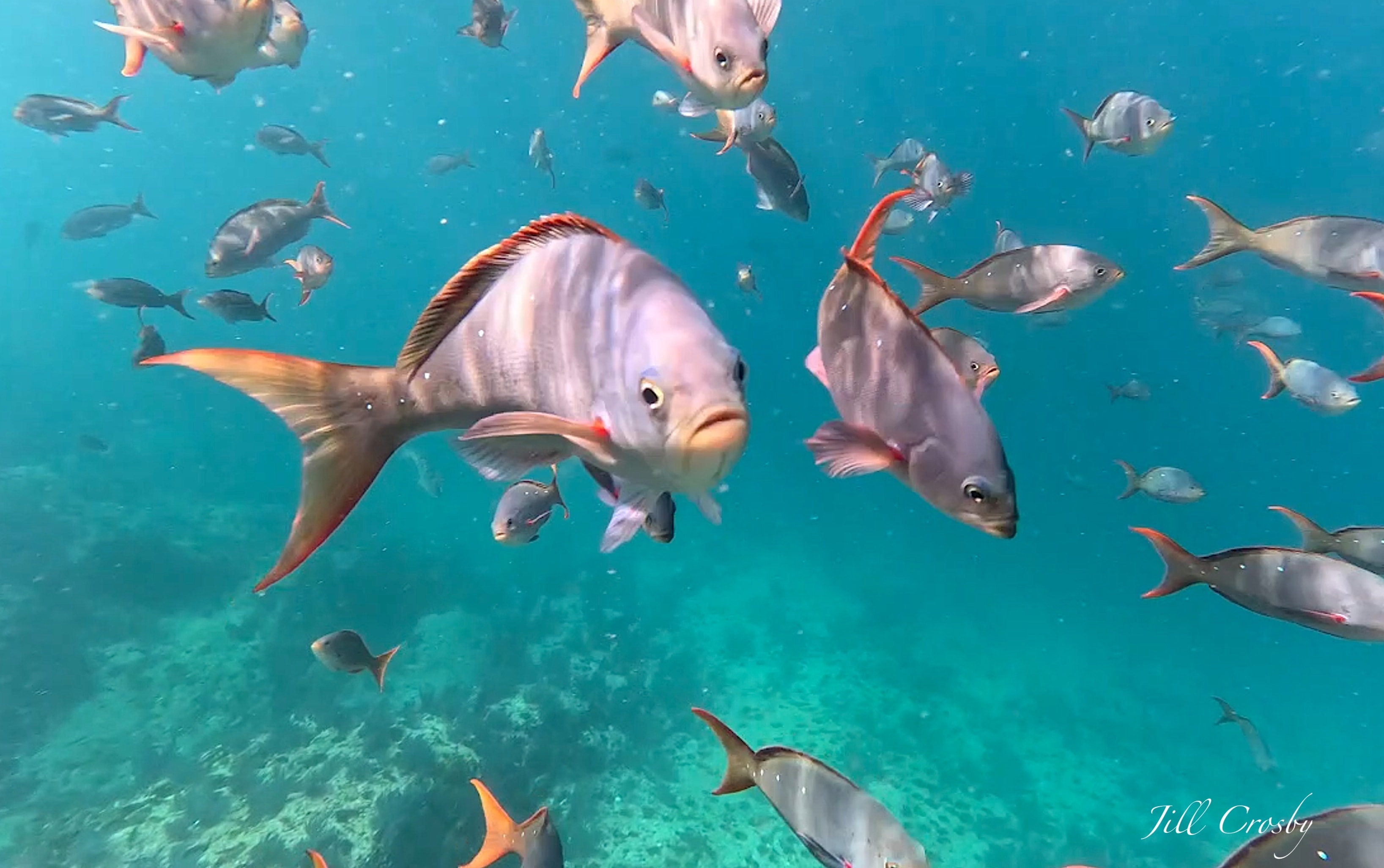 School of fish swimming toward the camera in the Sea of Cortez – signed fine art print by Jill Crosby
