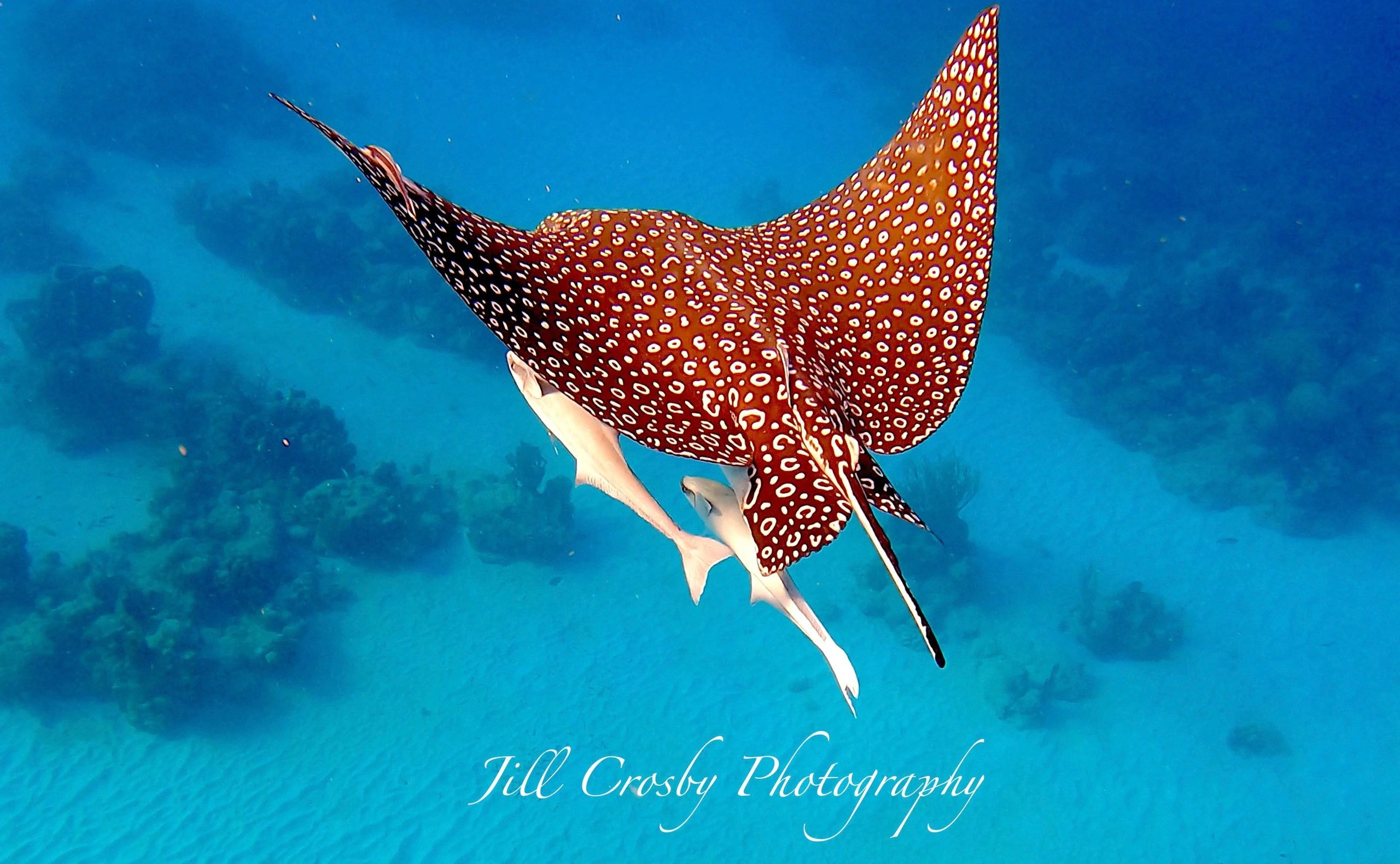Spotted eagle ray with remoras – signed fine art print by Jill Crosby