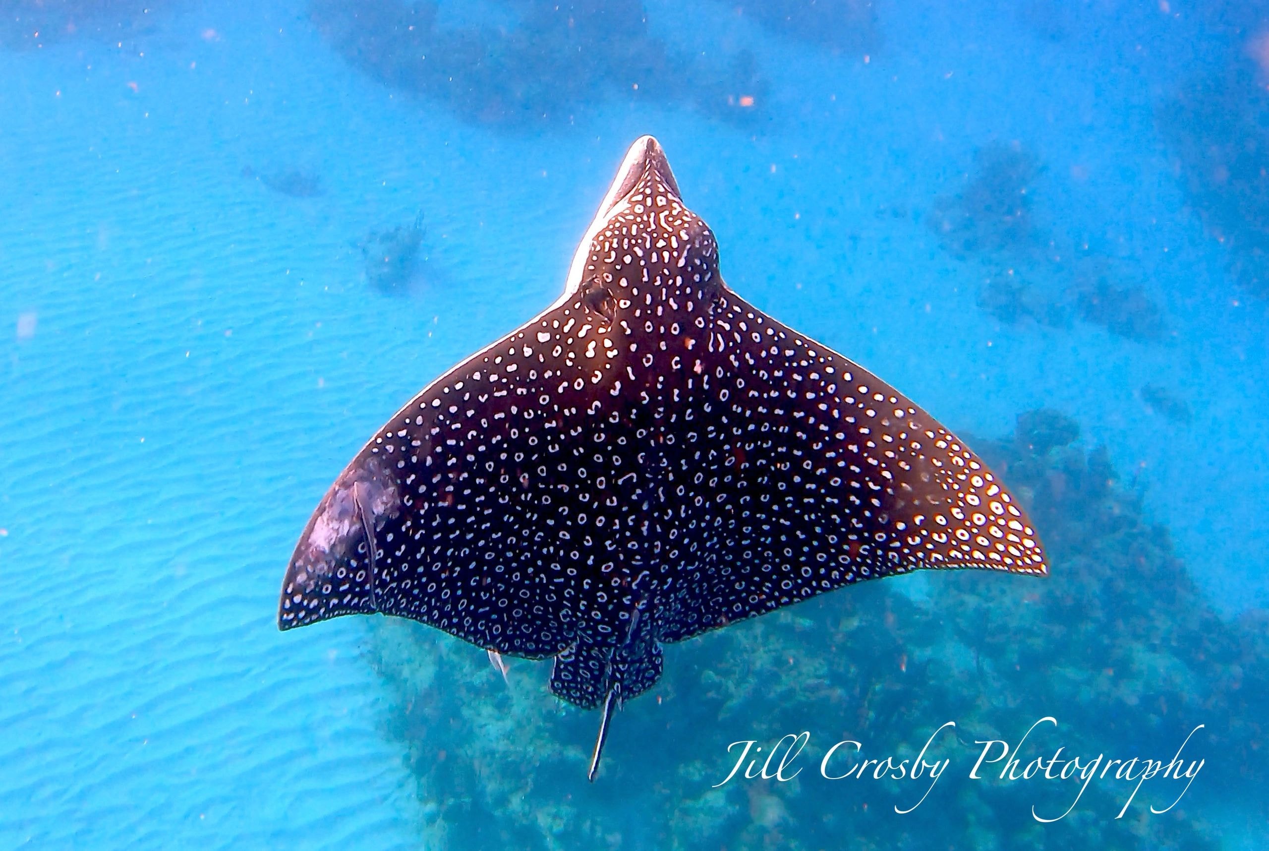 Eagle ray ascending toward the surface – signed fine art print by Jill Crosby