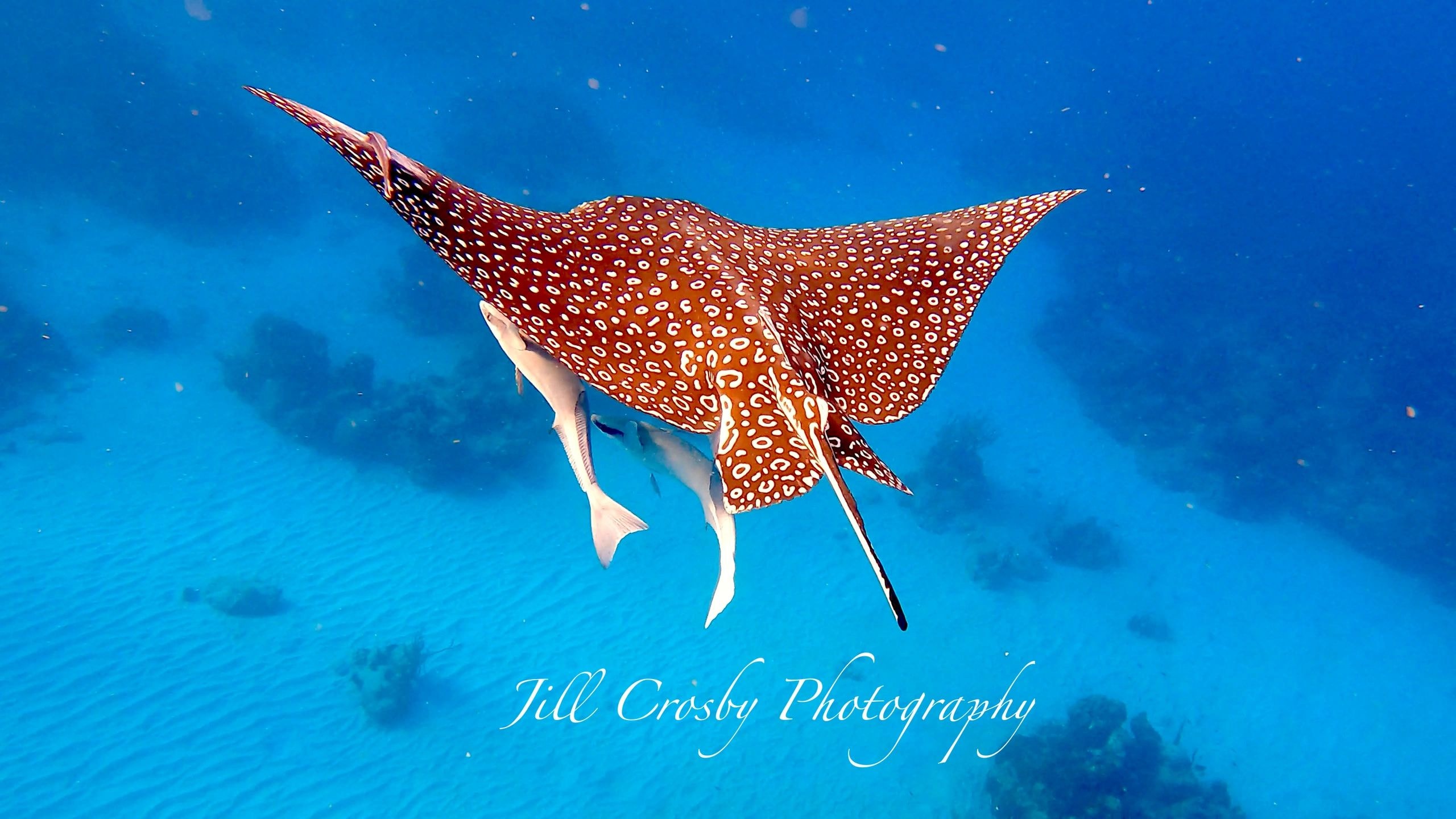 Eagle ray with remoras banking underwater – signed fine art print by Jill Crosby