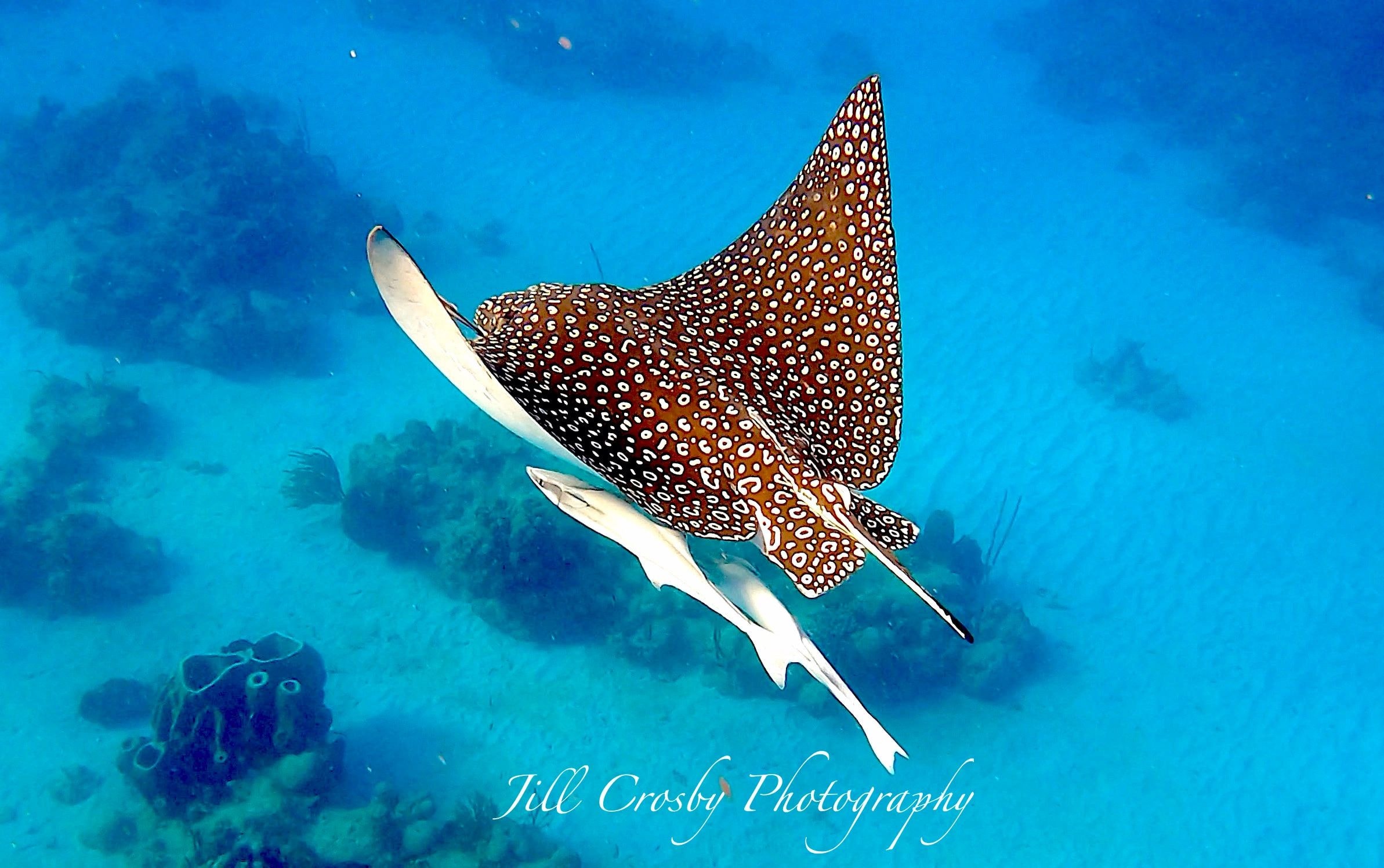 Spotted eagle ray with remoras gliding through the Caribbean waters of St. Croix