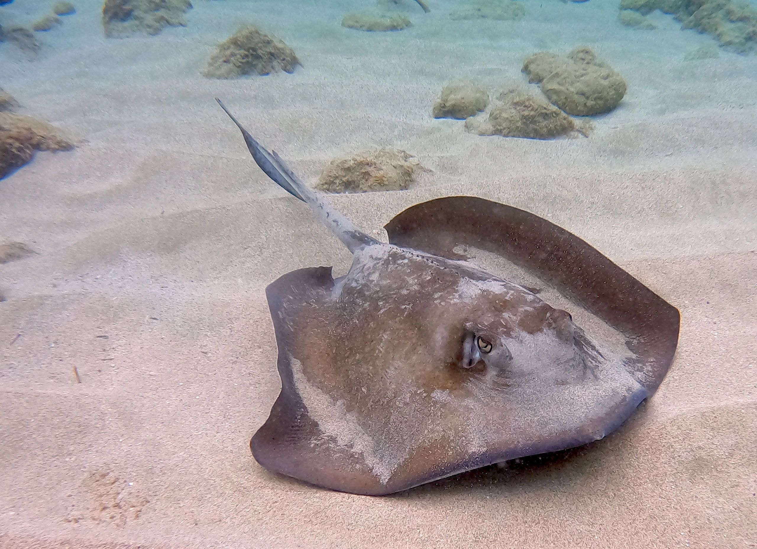 Southern stingray over sandy ocean floor – signed fine art print by Jill Crosby