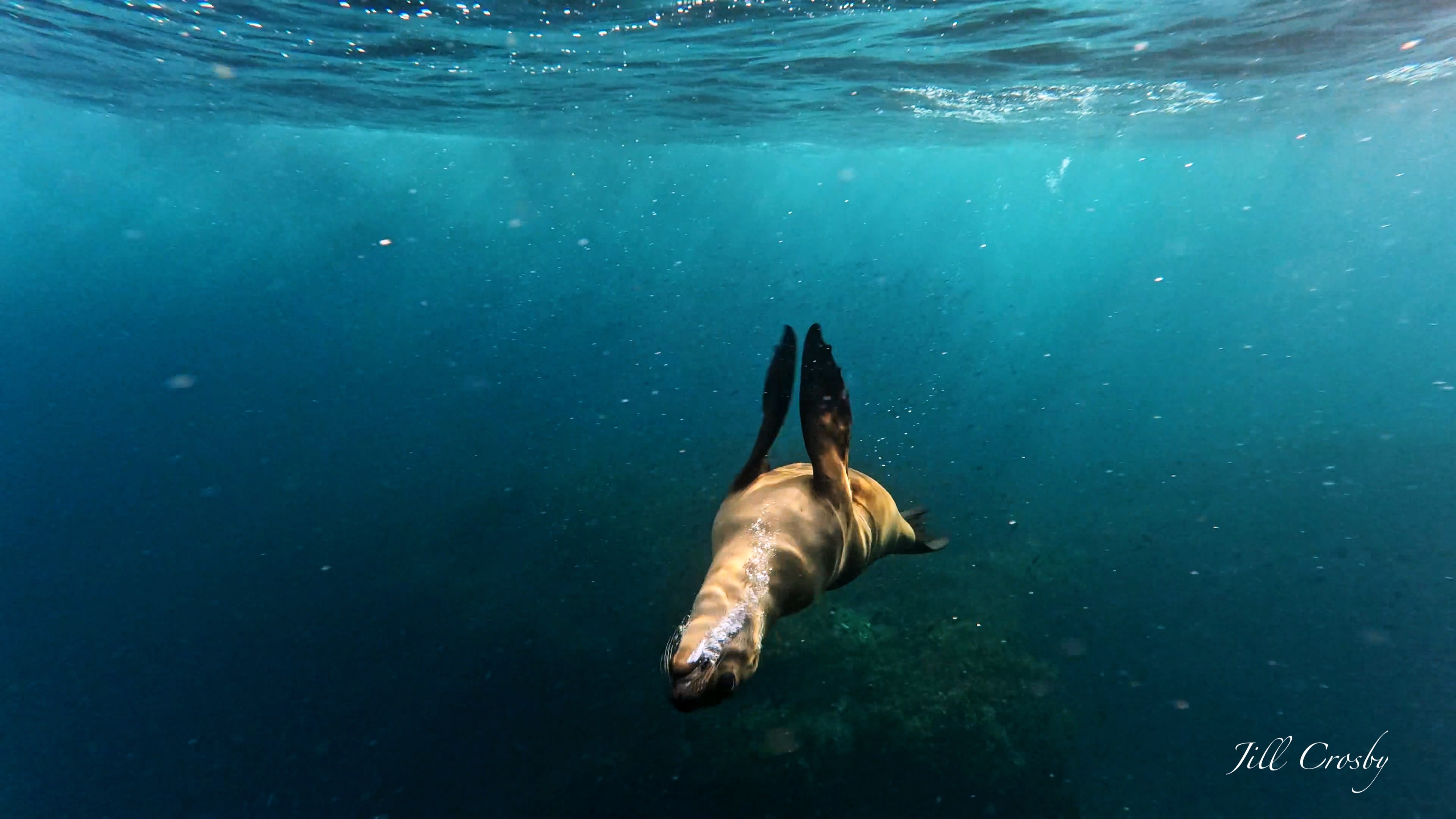 Sea lion swimming upside down underwater – signed fine art print by Jill Crosby