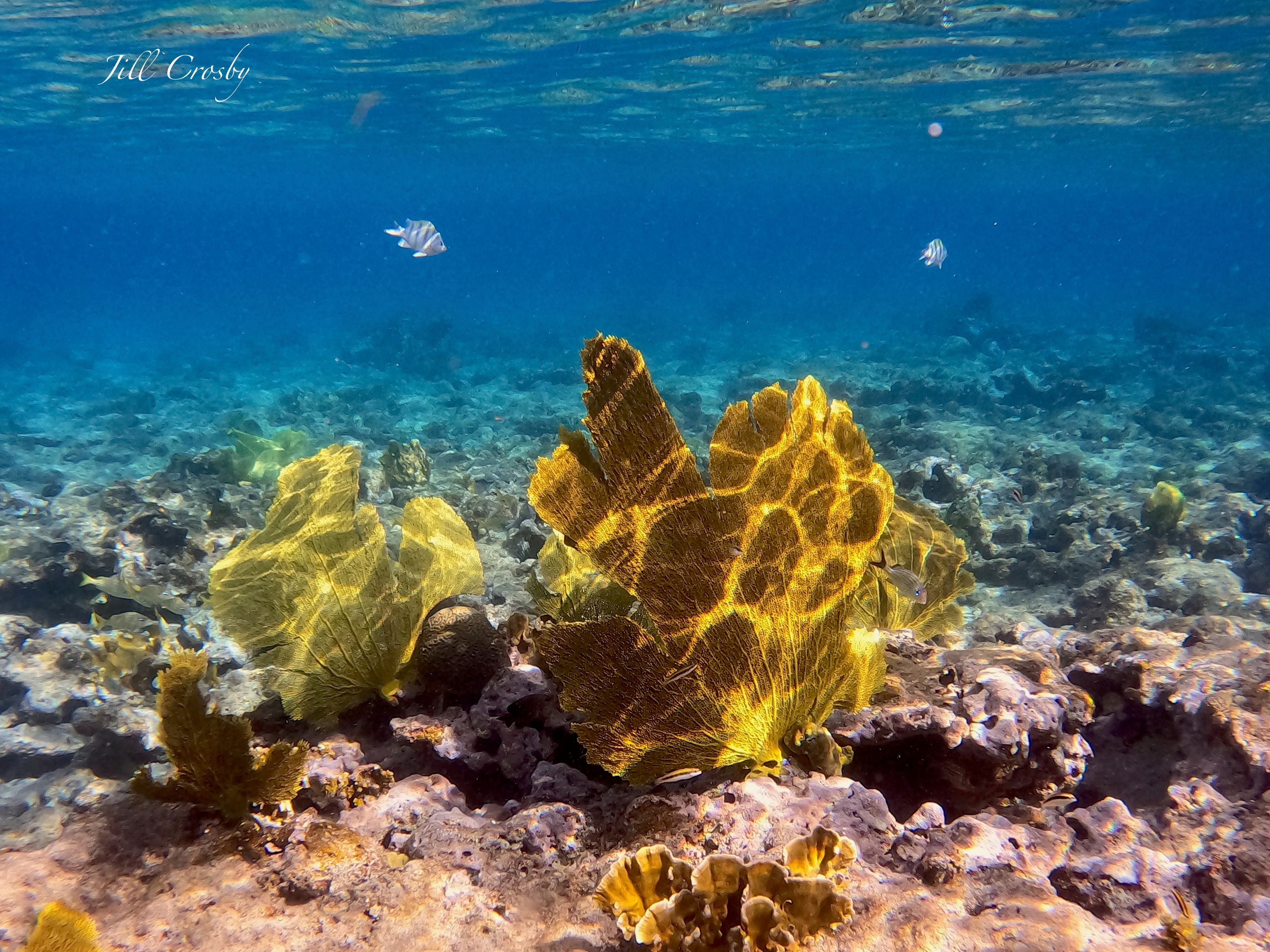 Yellow sea fan with light rays underwater – signed fine art print by Jill Crosby