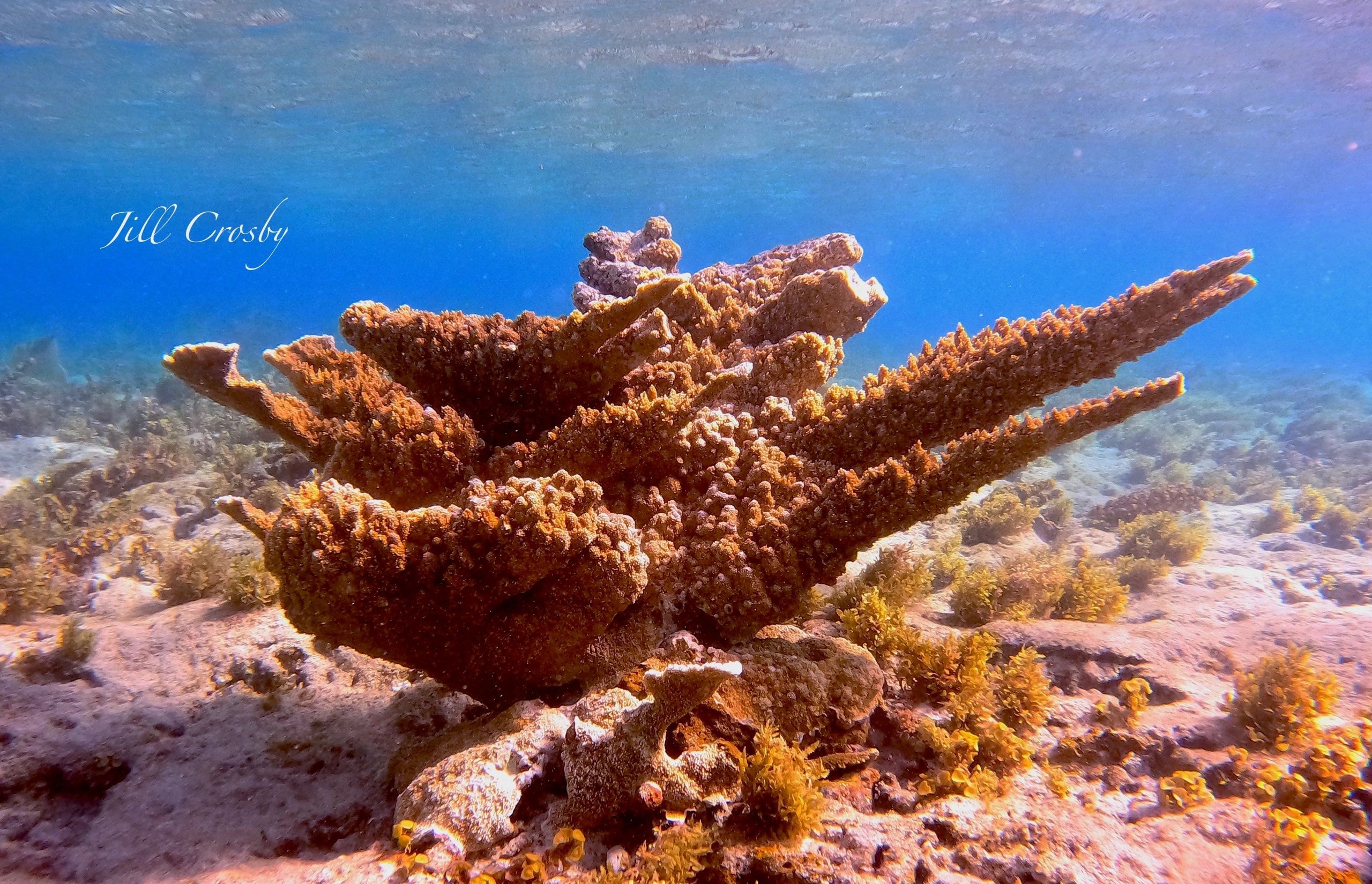 Elkhorn coral formation underwater – signed fine art print by Jill Crosby