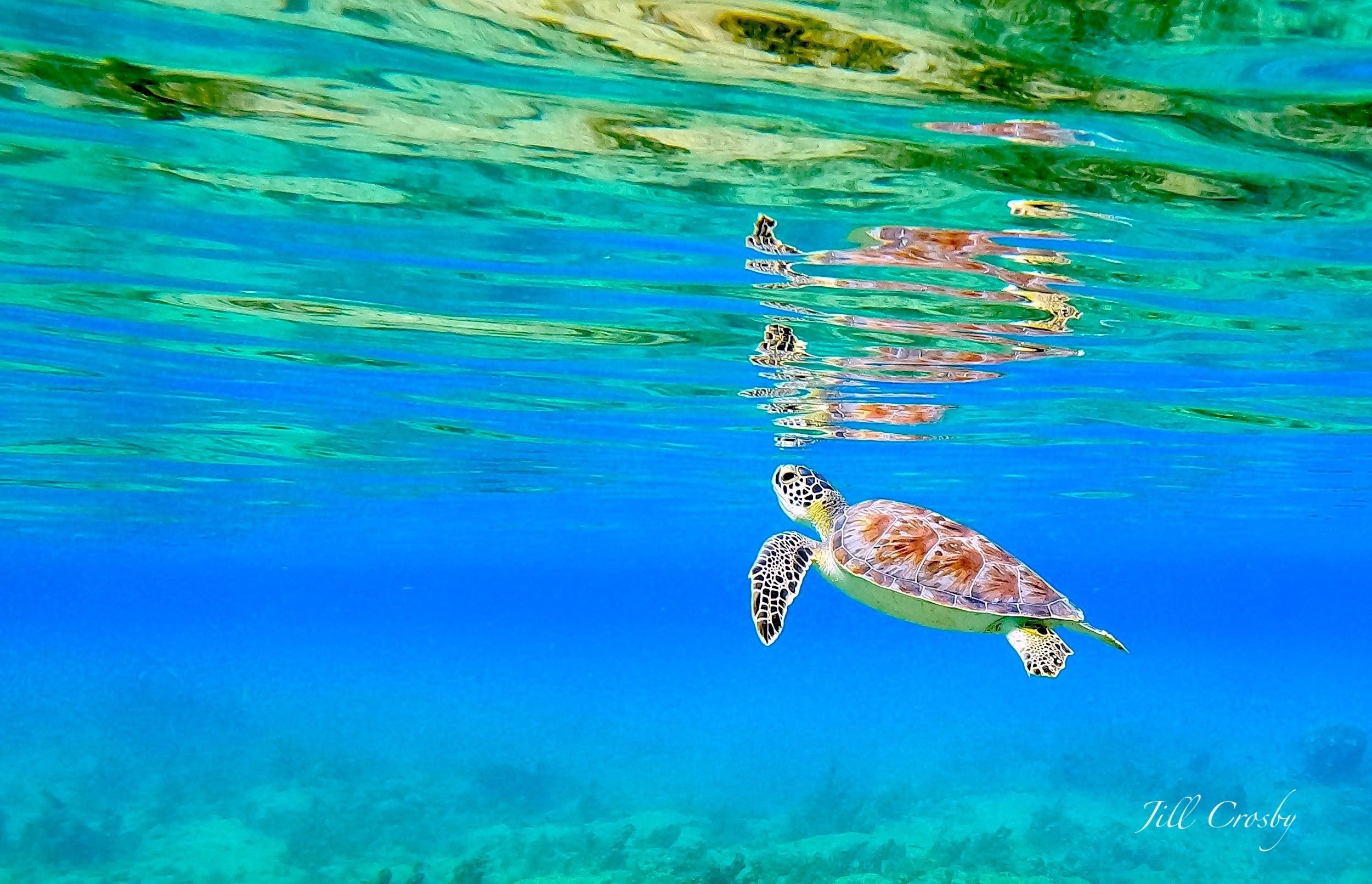 Green sea turtle rising to the surface to breathe in shallow water – fine art print by Jill Crosby