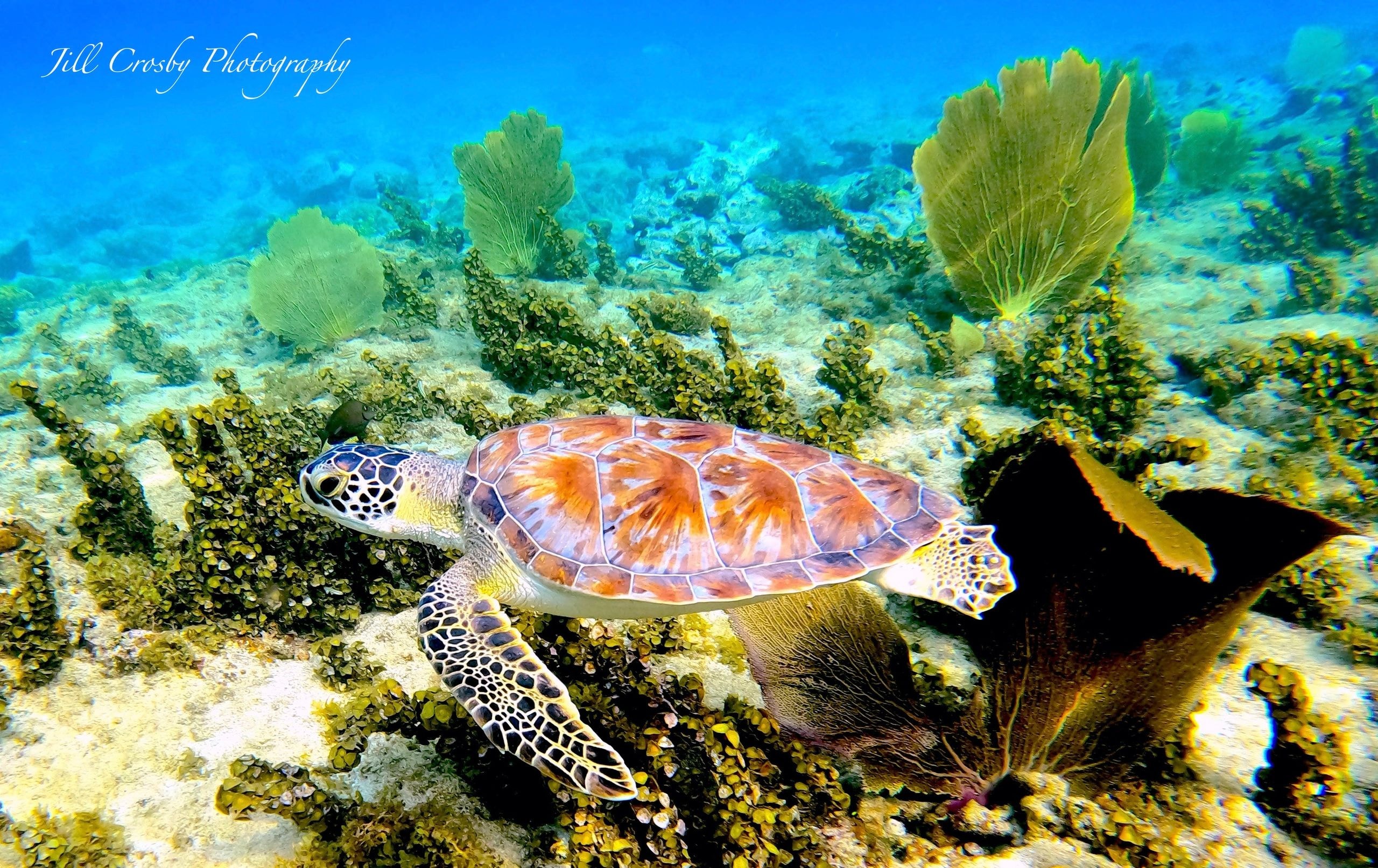 Green sea turtle swimming among sea fans in Cane Bay, St. Croix – fine art print by Jill Crosby