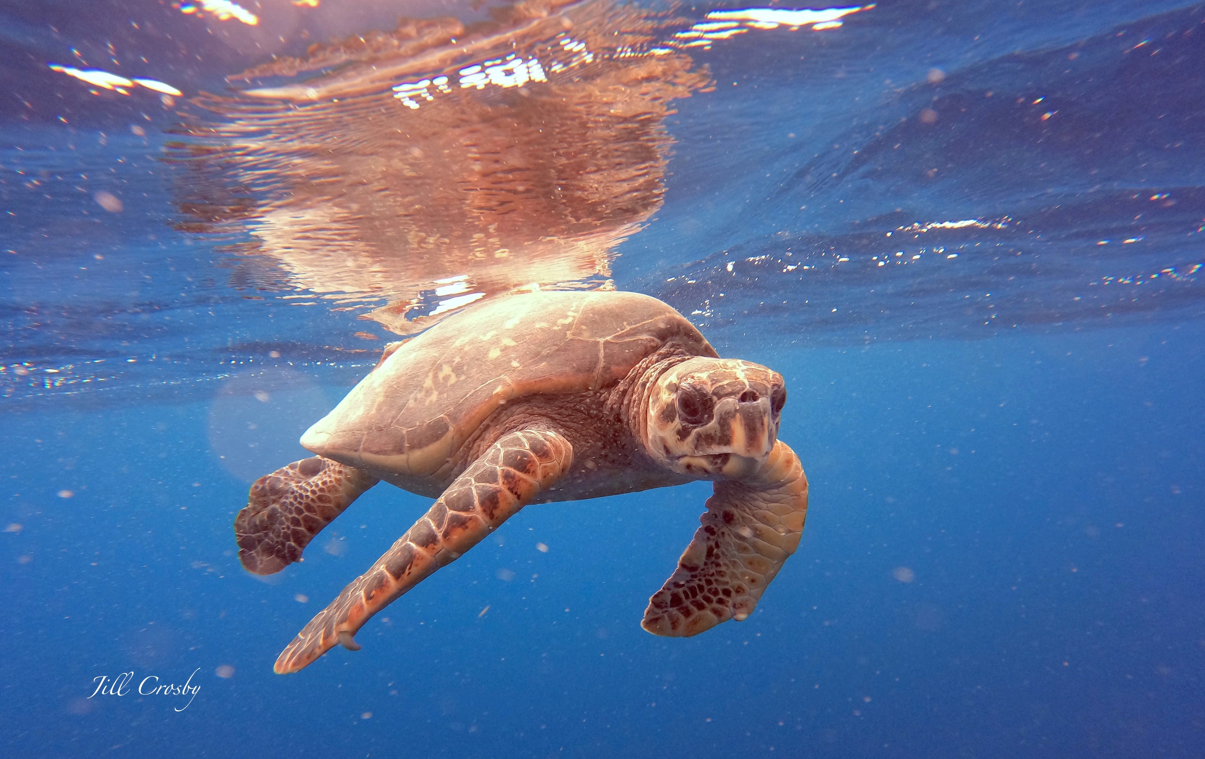 Hawksbill sea turtle close-up portrait underwater – fine art print by Jill Crosby